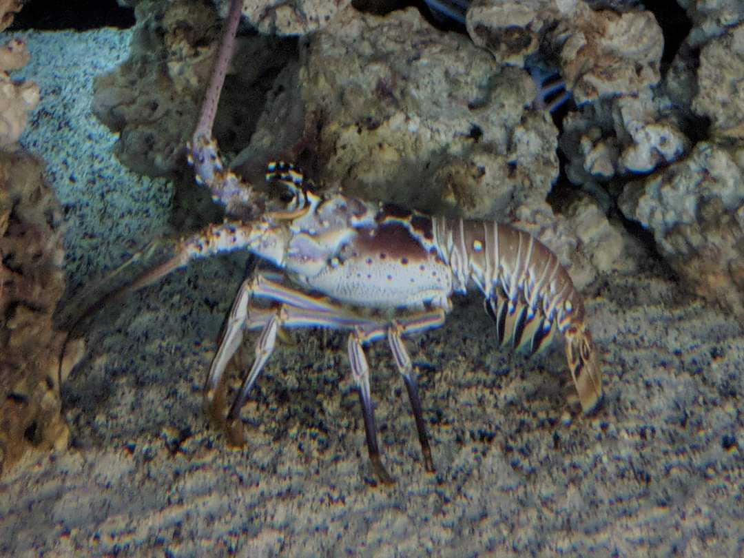 Caribbean spiny lobster (Palinurus argus)