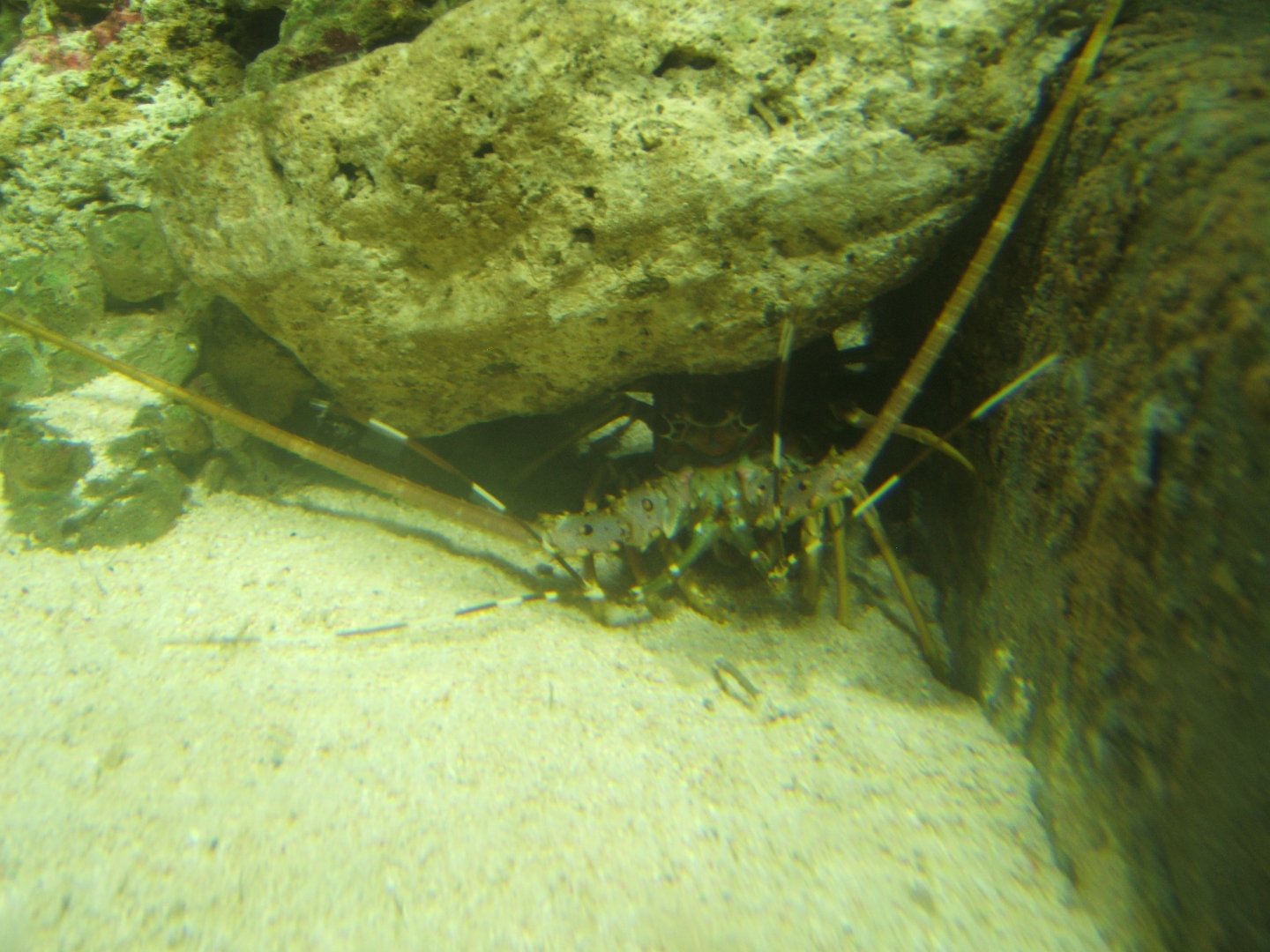 Caribbean Spiny Lobster (Panulirus argus) 04/04/2019