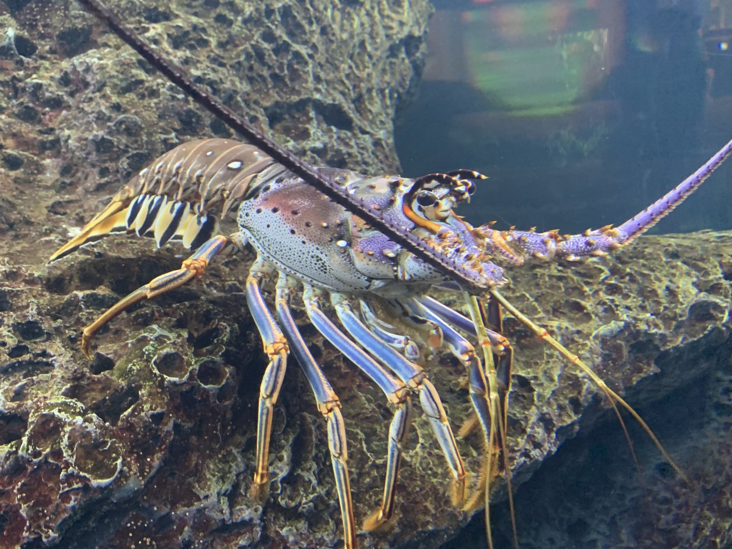 Caribbean Spiny Lobster (Panulirus argus)