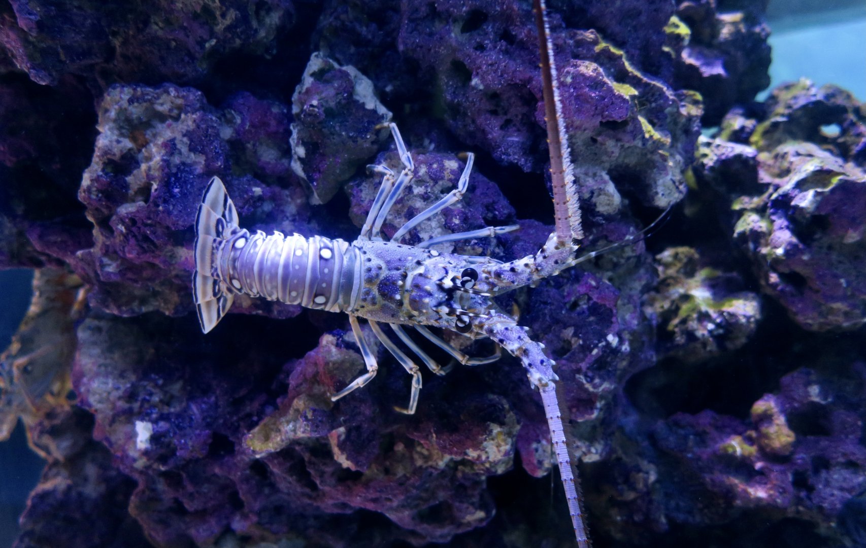 Caribbean Spiny Lobster (Panulirus argus)
