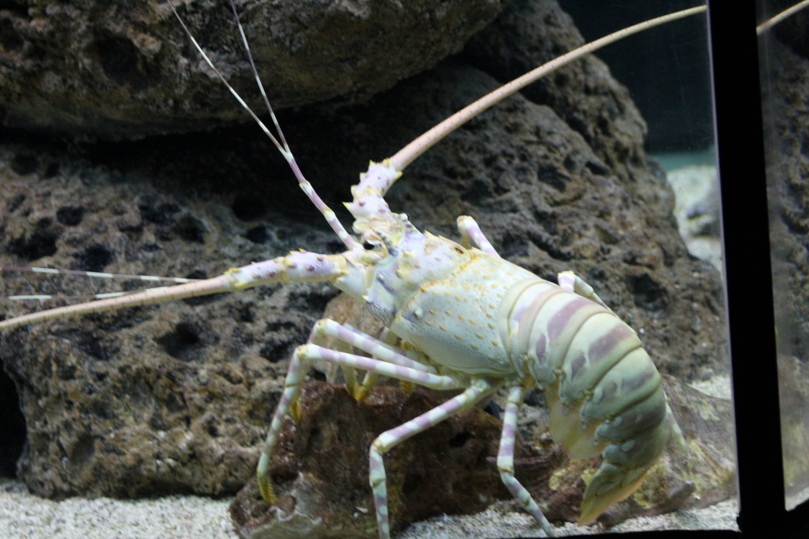 Caribbean Spiny Lobster
