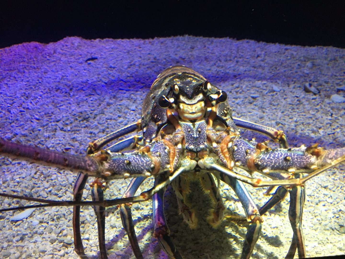 Caribbean Spiny Lobster
