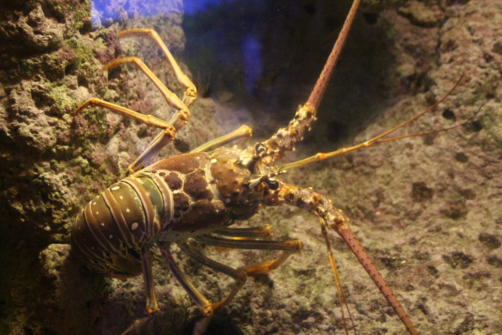 Caribbean Spiny Lobster