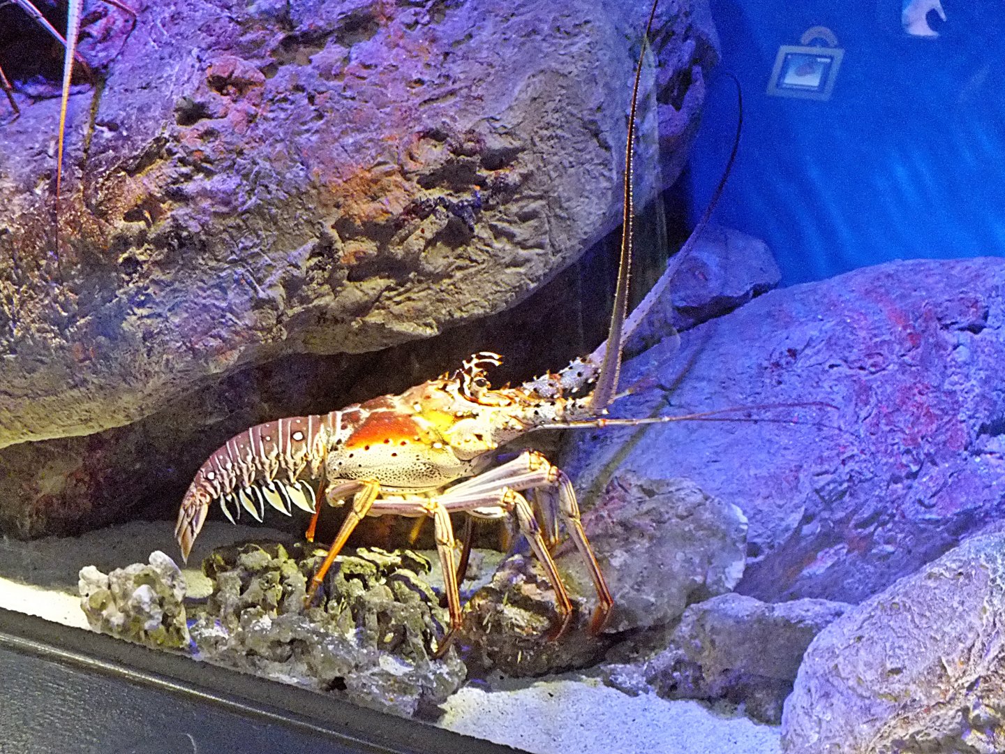 Caribbean spiny lobster