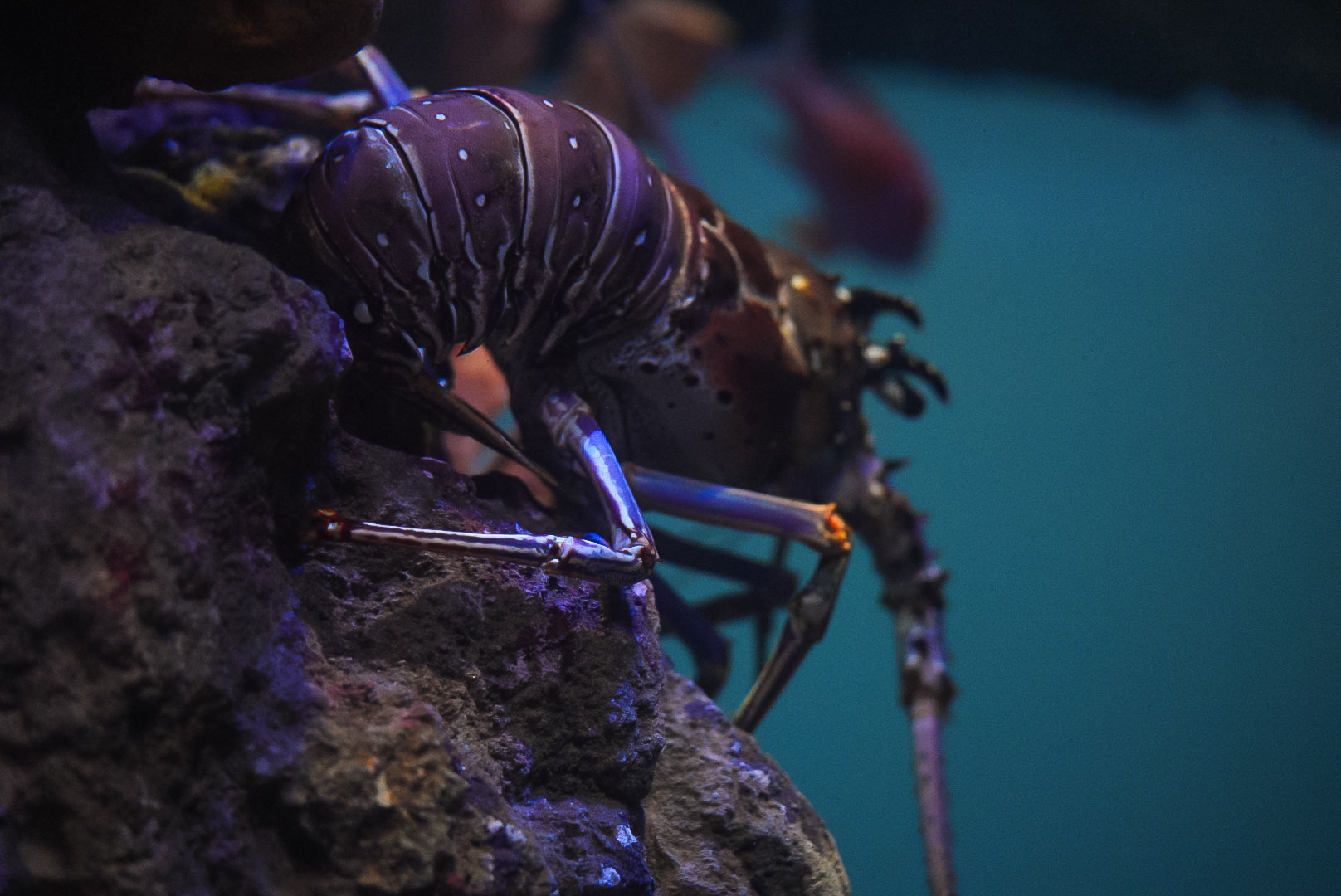 Caribbean Spiny Lobster