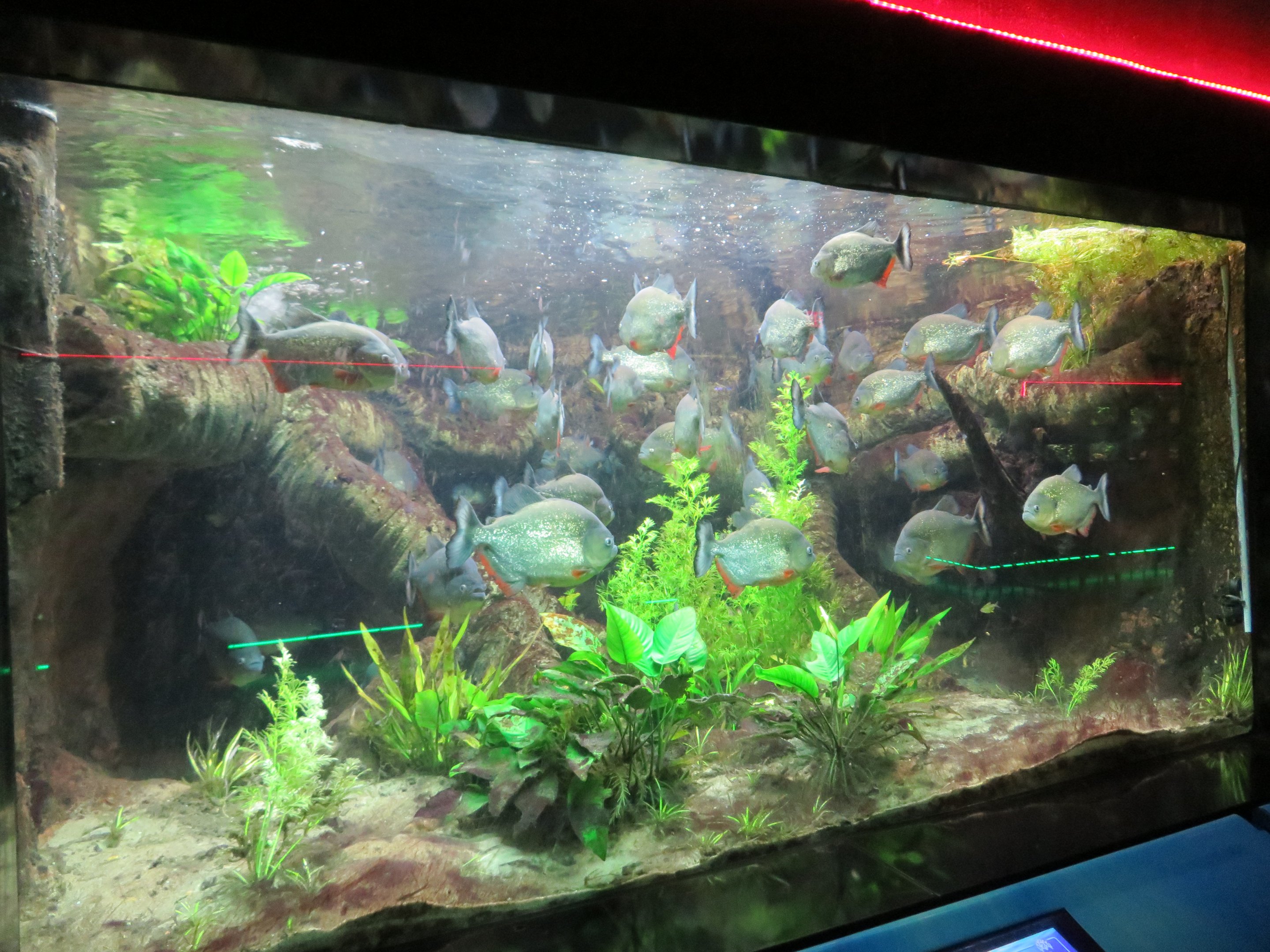 Caribe/Black Spot Piranha Tank