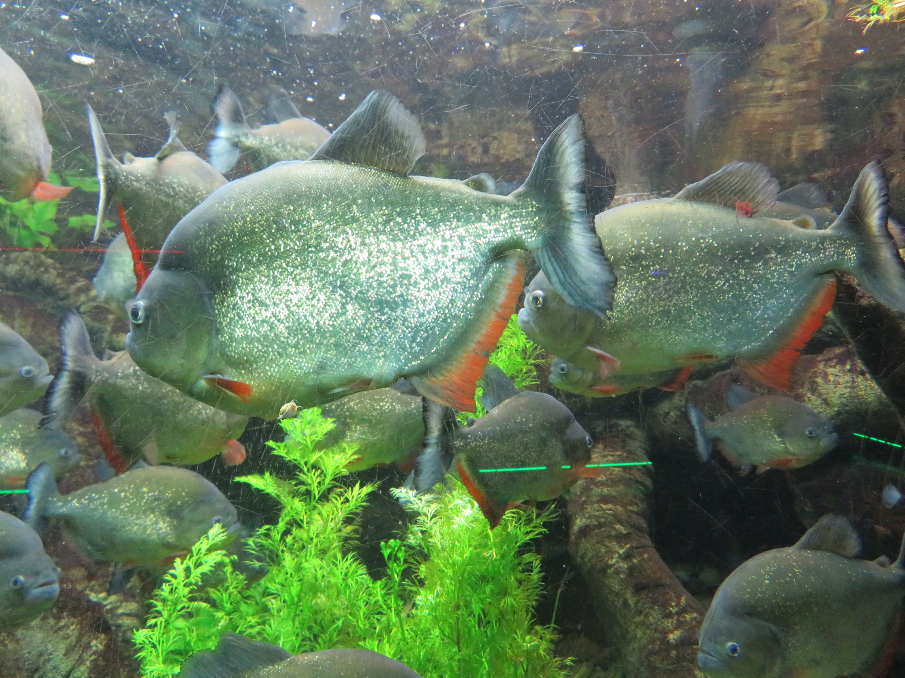 Caribe/Black Spot Piranhas