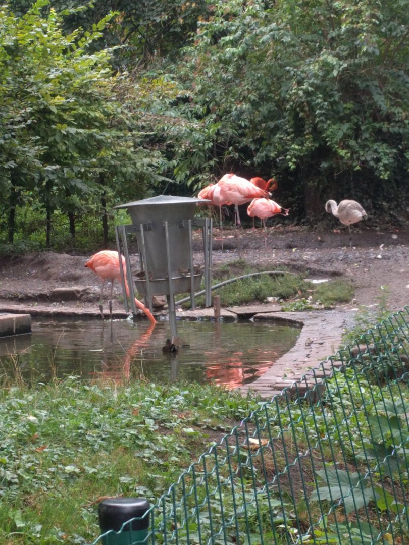 Caribean Flamingo Enclosure