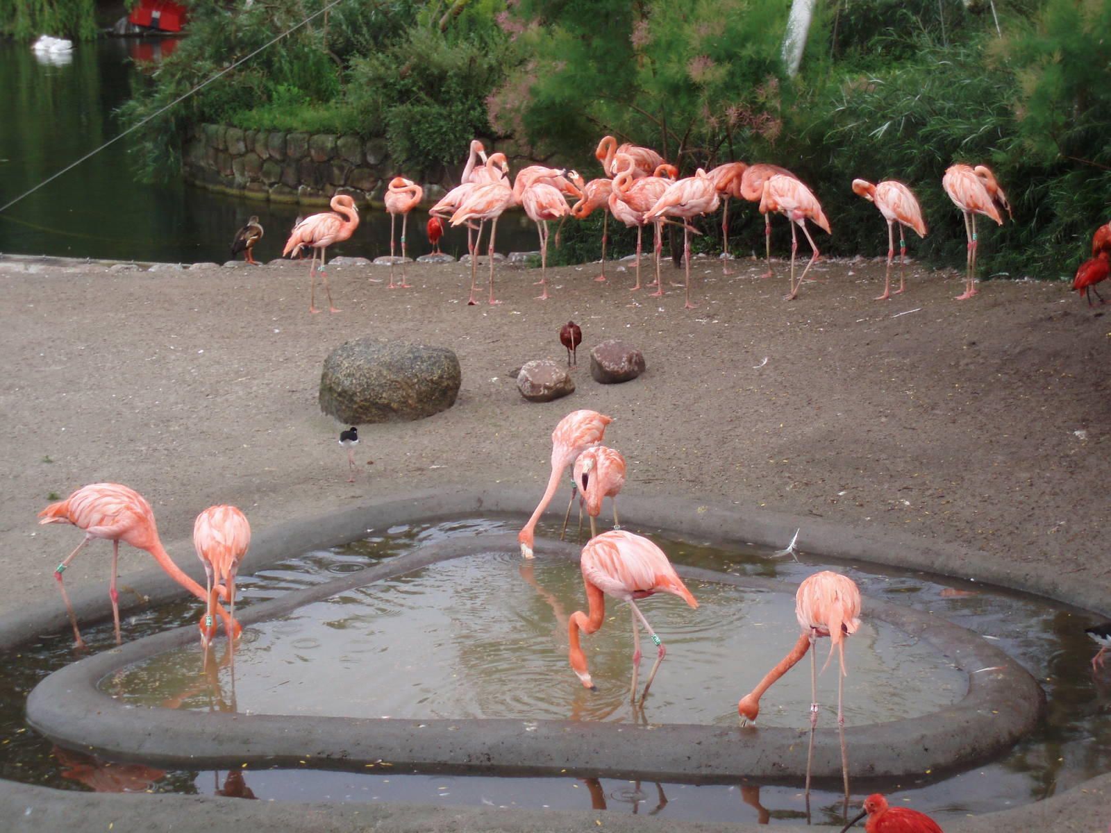 Caribean flamingoes