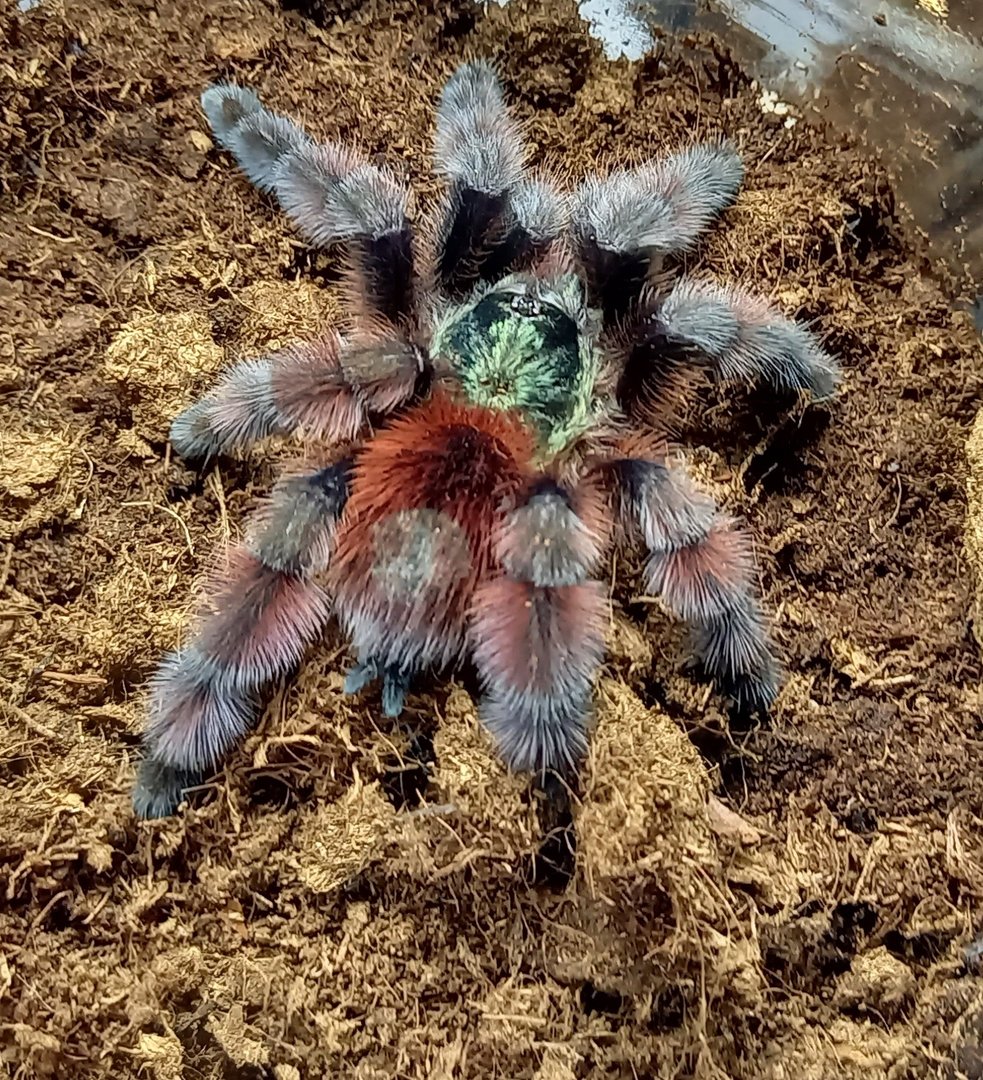 Caribena versicolor