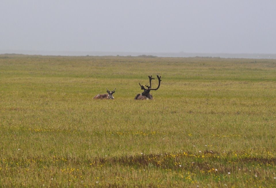 Caribou - Alaska