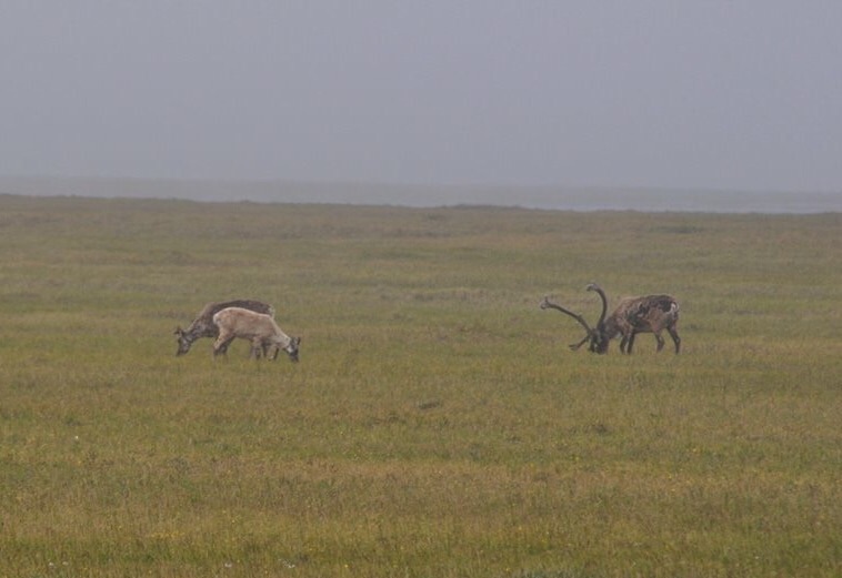 Caribou - Alaska