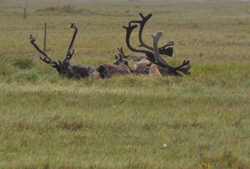 Caribou - Alaska