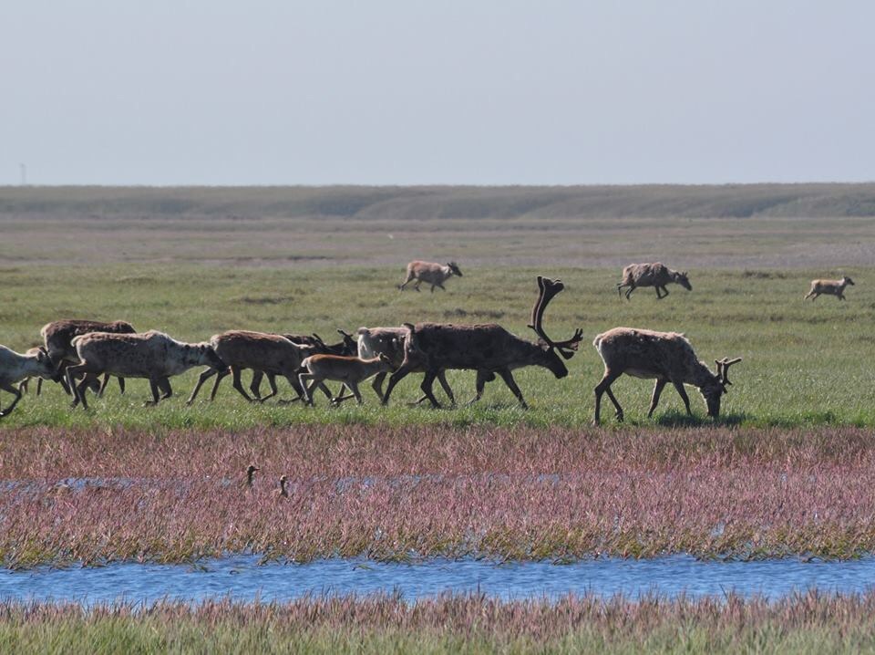Caribou - Alaska