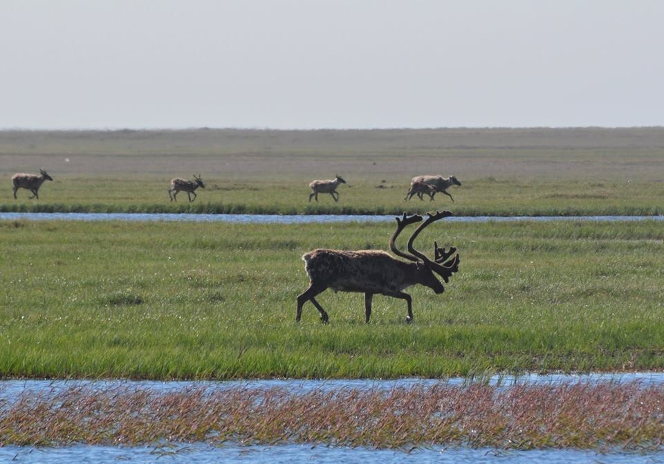 Caribou - Alaska