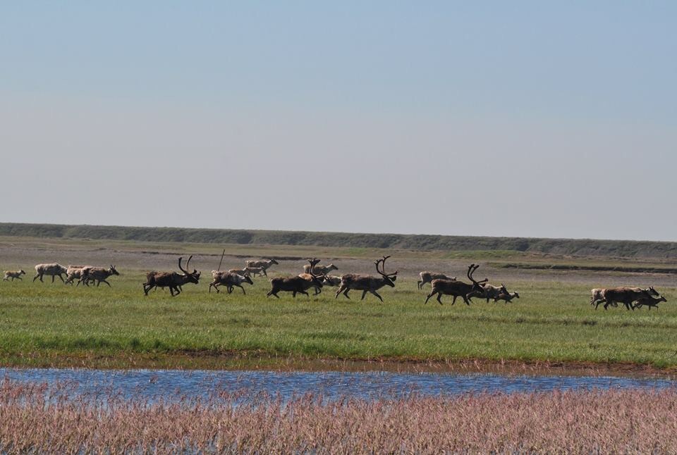Caribou - Alaska