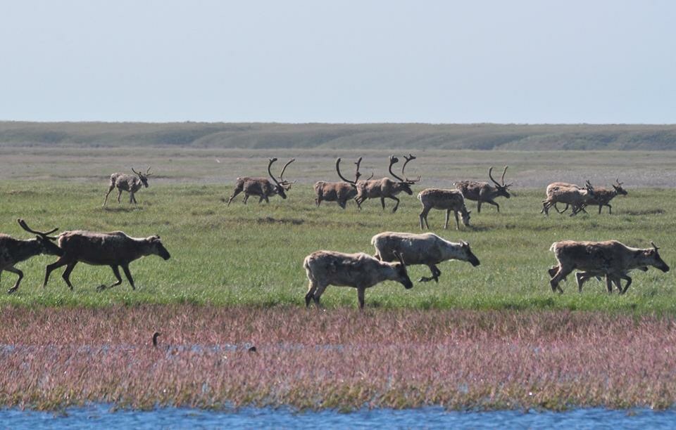 Caribou - Alaska