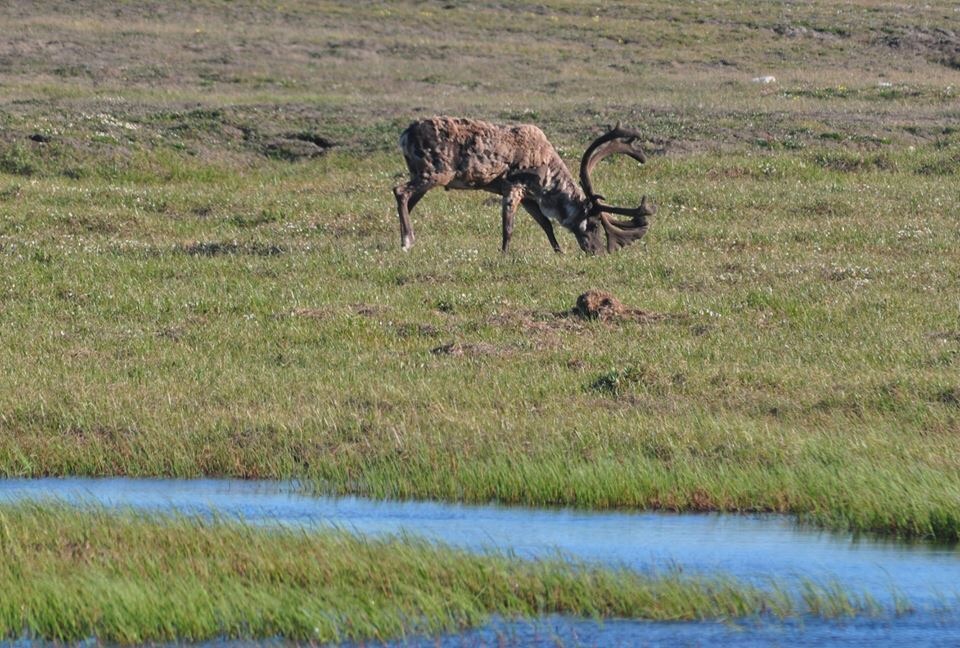 Caribou - Alaska