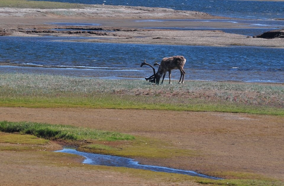 Caribou - Alaska