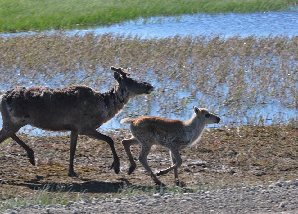 Caribou- Alaska