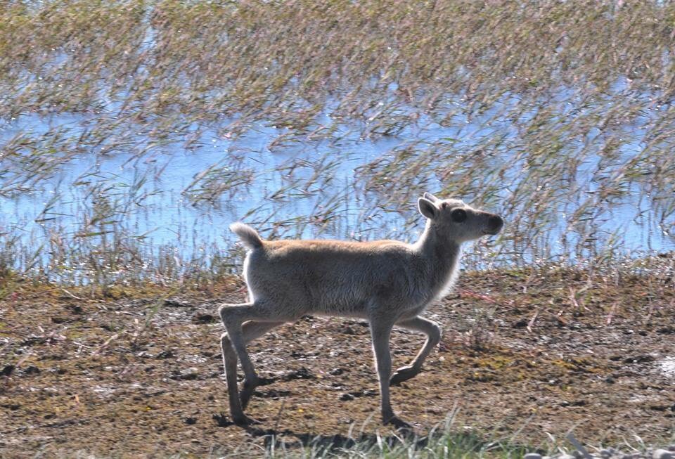 Caribou - Alaska