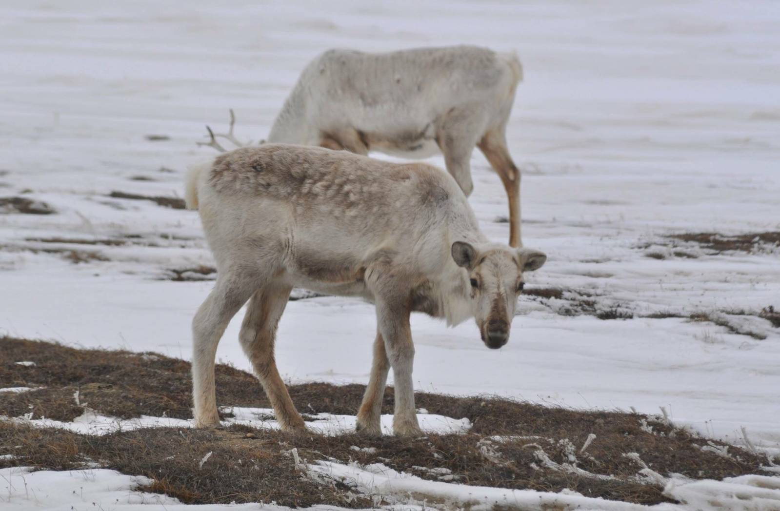 Caribou - Alaska