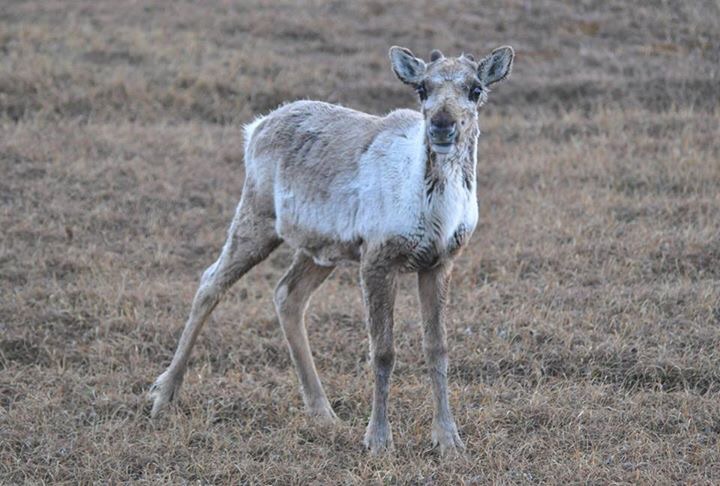 Caribou - Alaska
