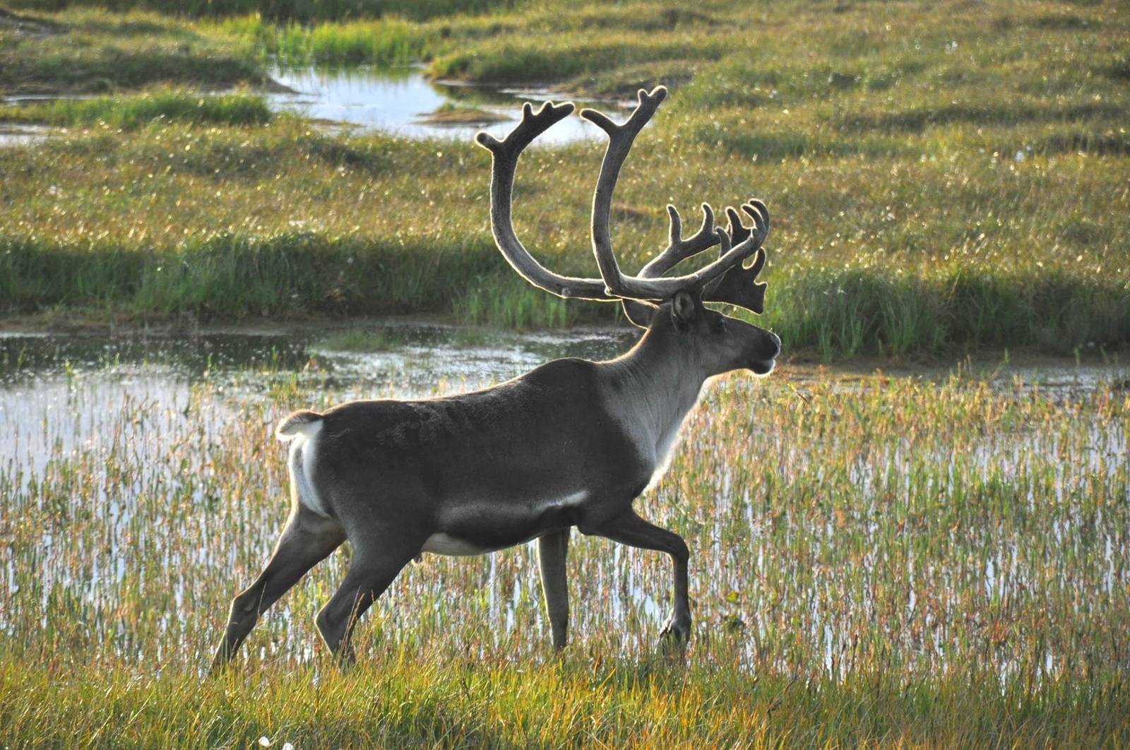 Caribou - Alaska
