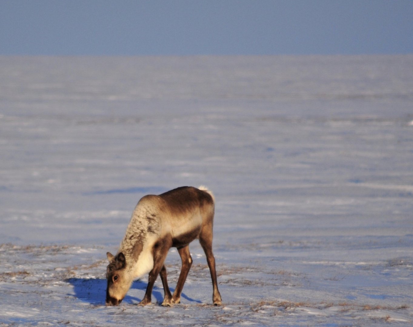 Caribou - Alaska