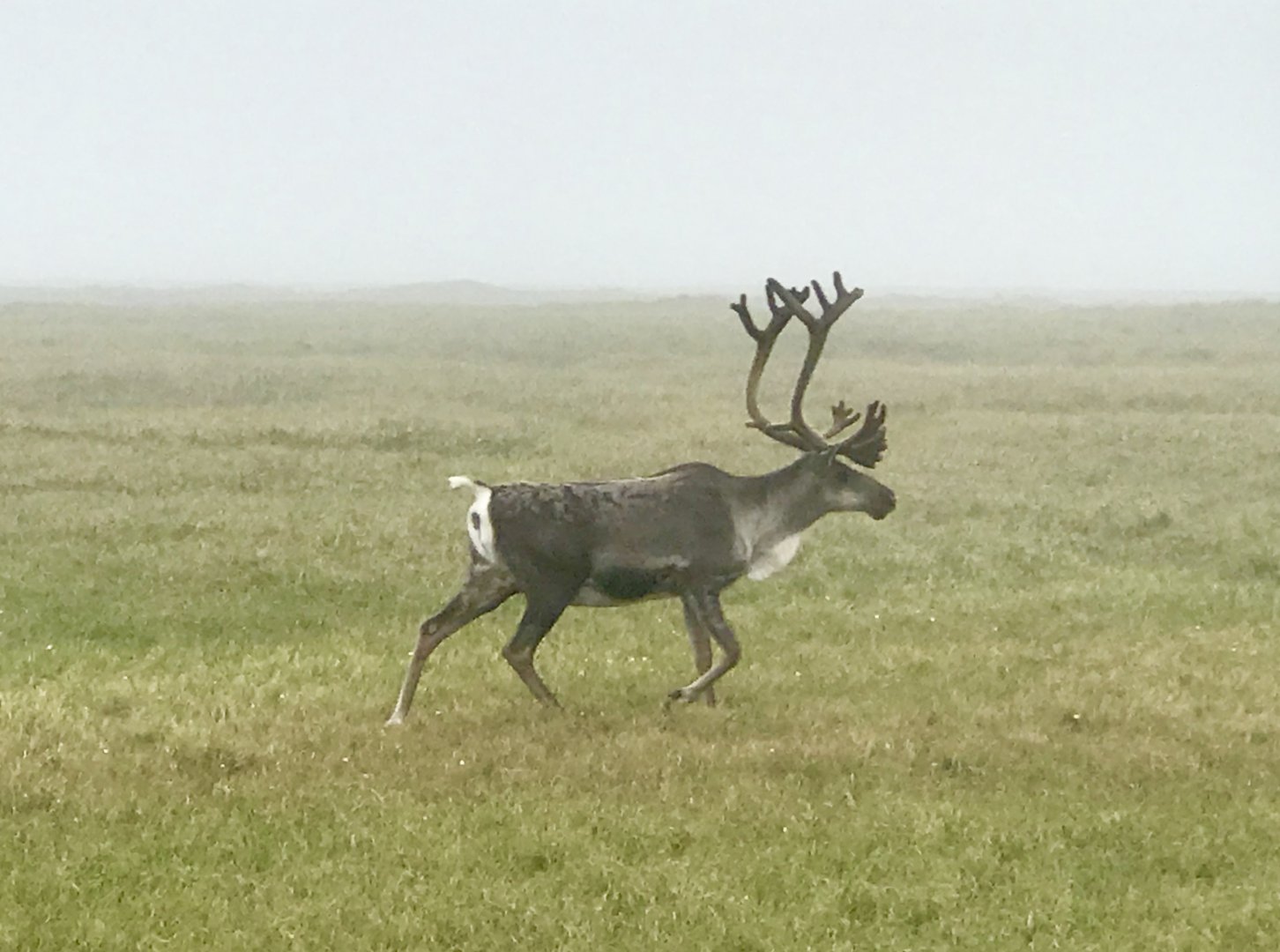 Caribou - Alaska