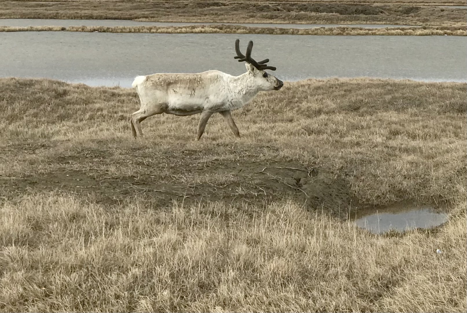 Caribou - Alaska