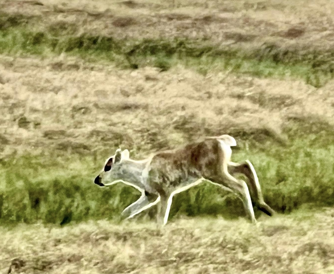Caribou - Alaska