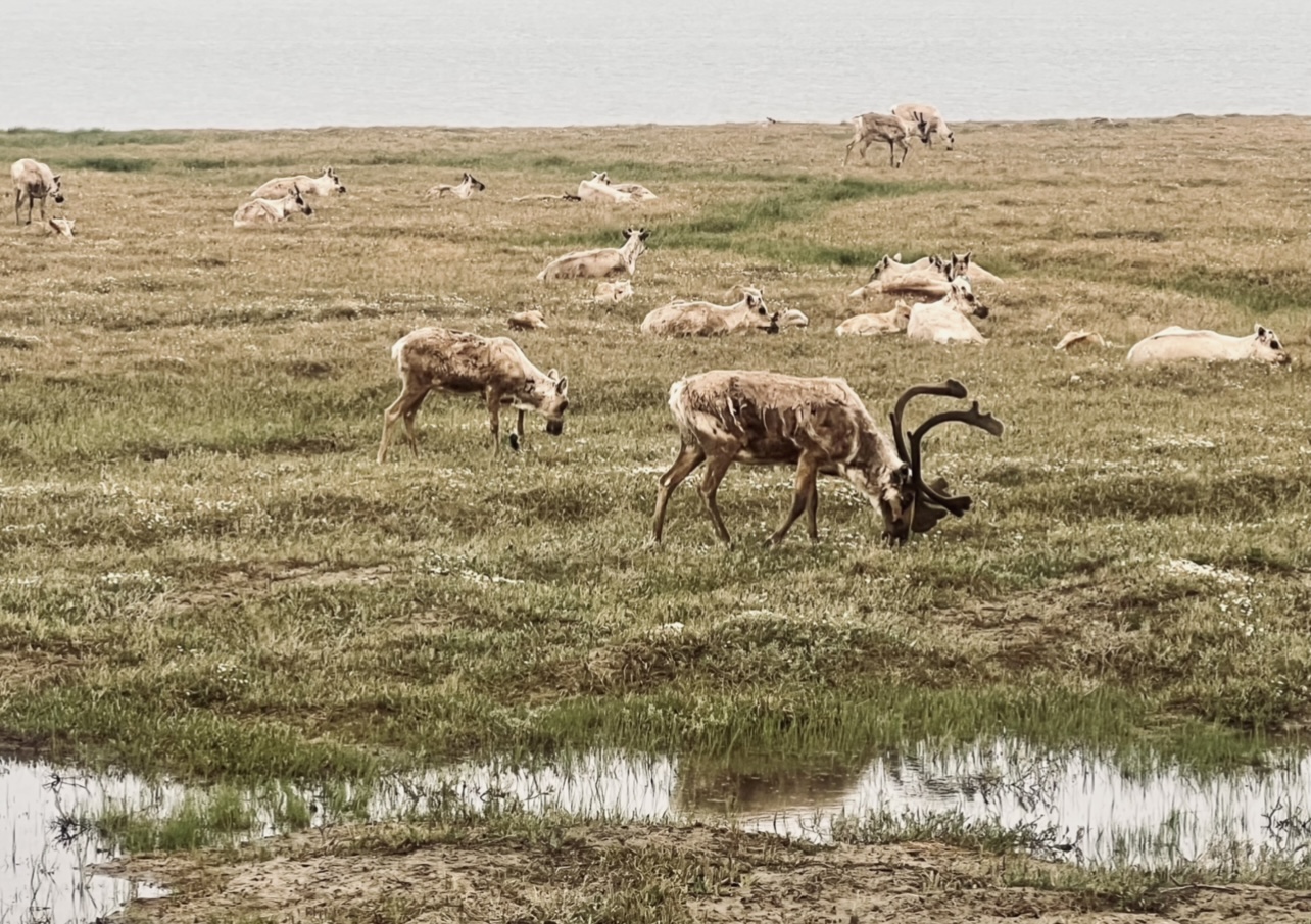 Caribou - Alaska