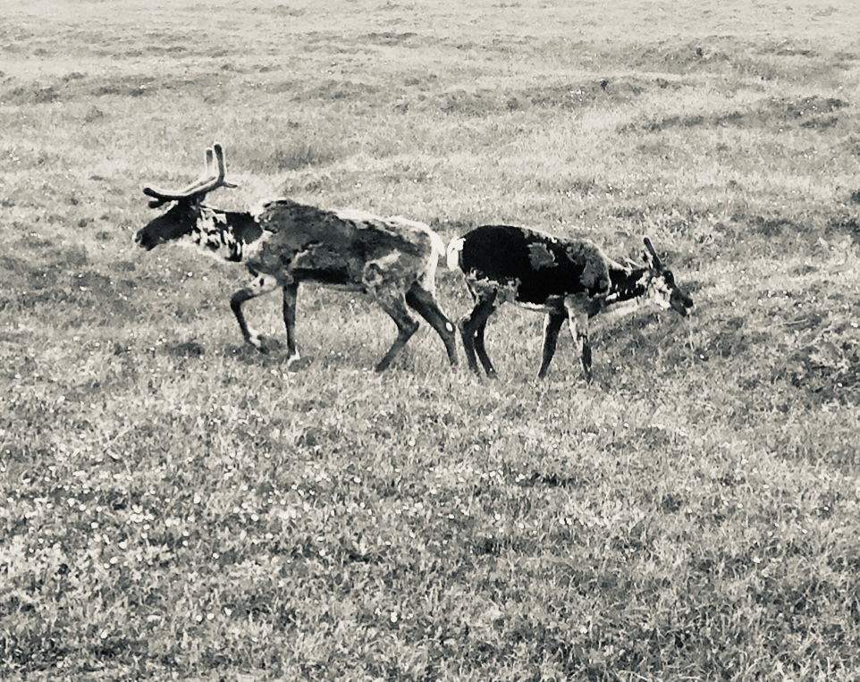 Caribou - Alaska