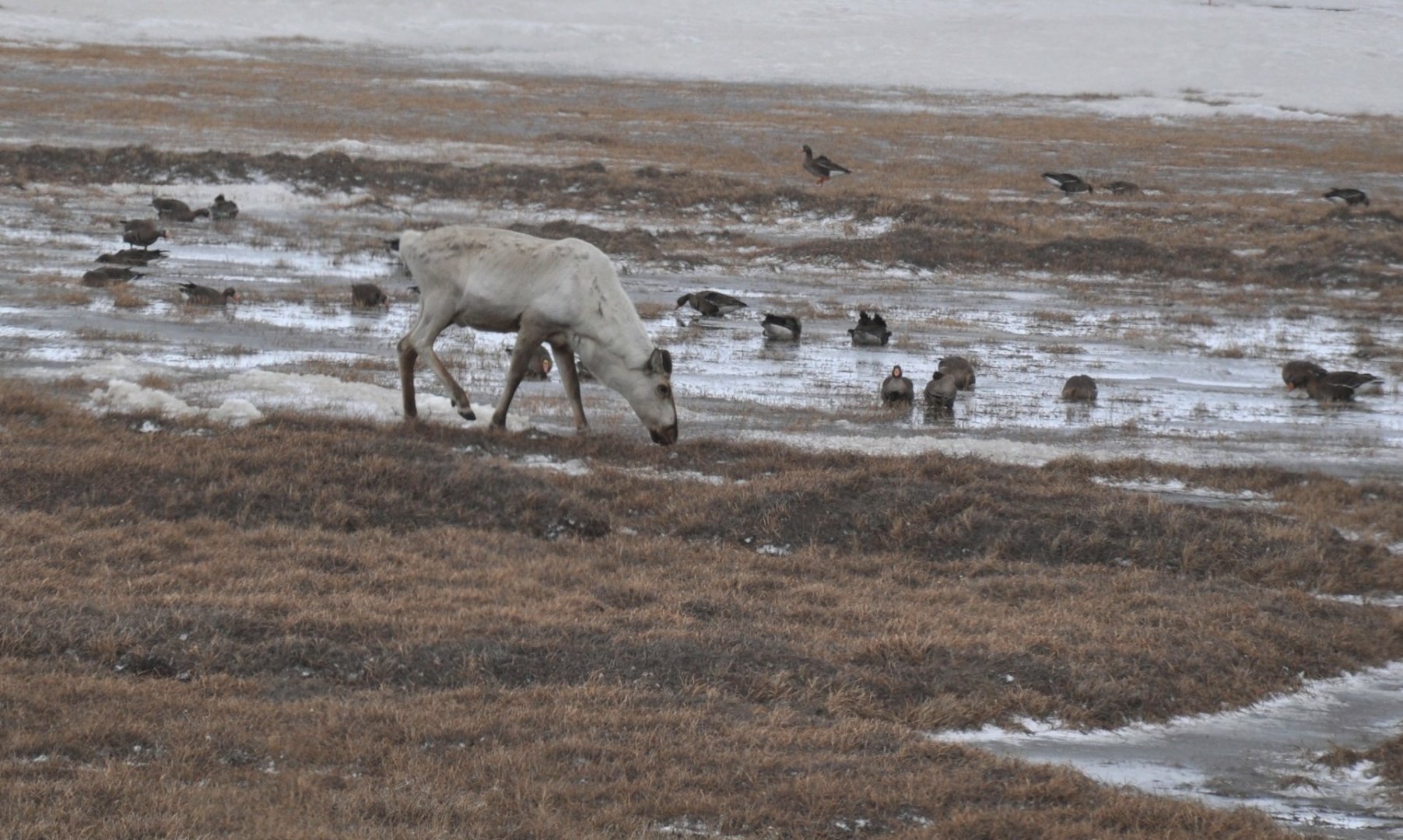Caribou and Greater White-fronted Geese - Alaska