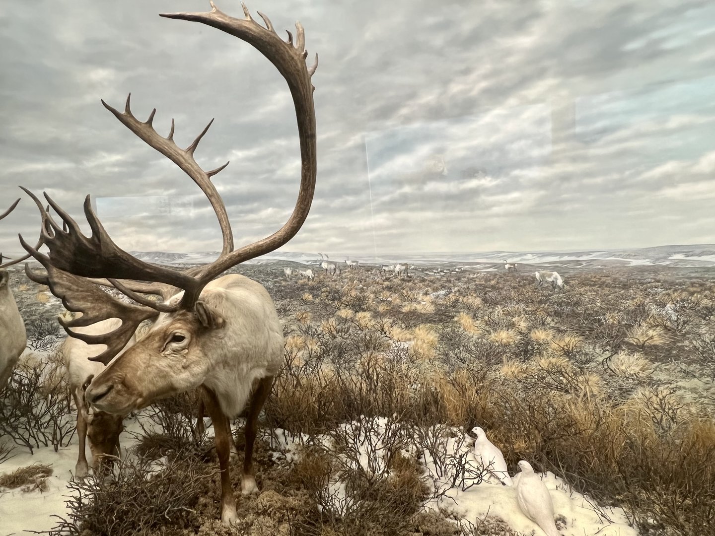 Caribou and Willow Ptarmigan