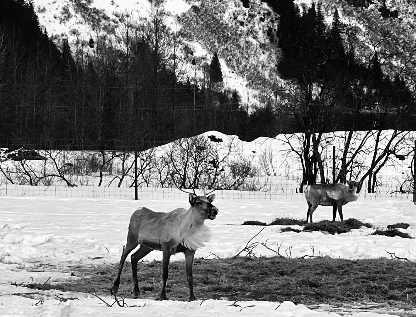 Caribou.  Black & White