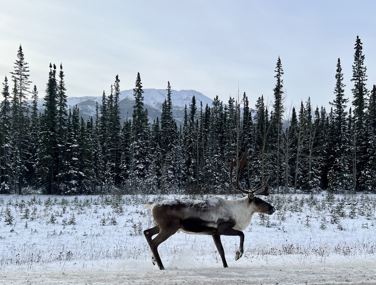 Caribou - British Columbia