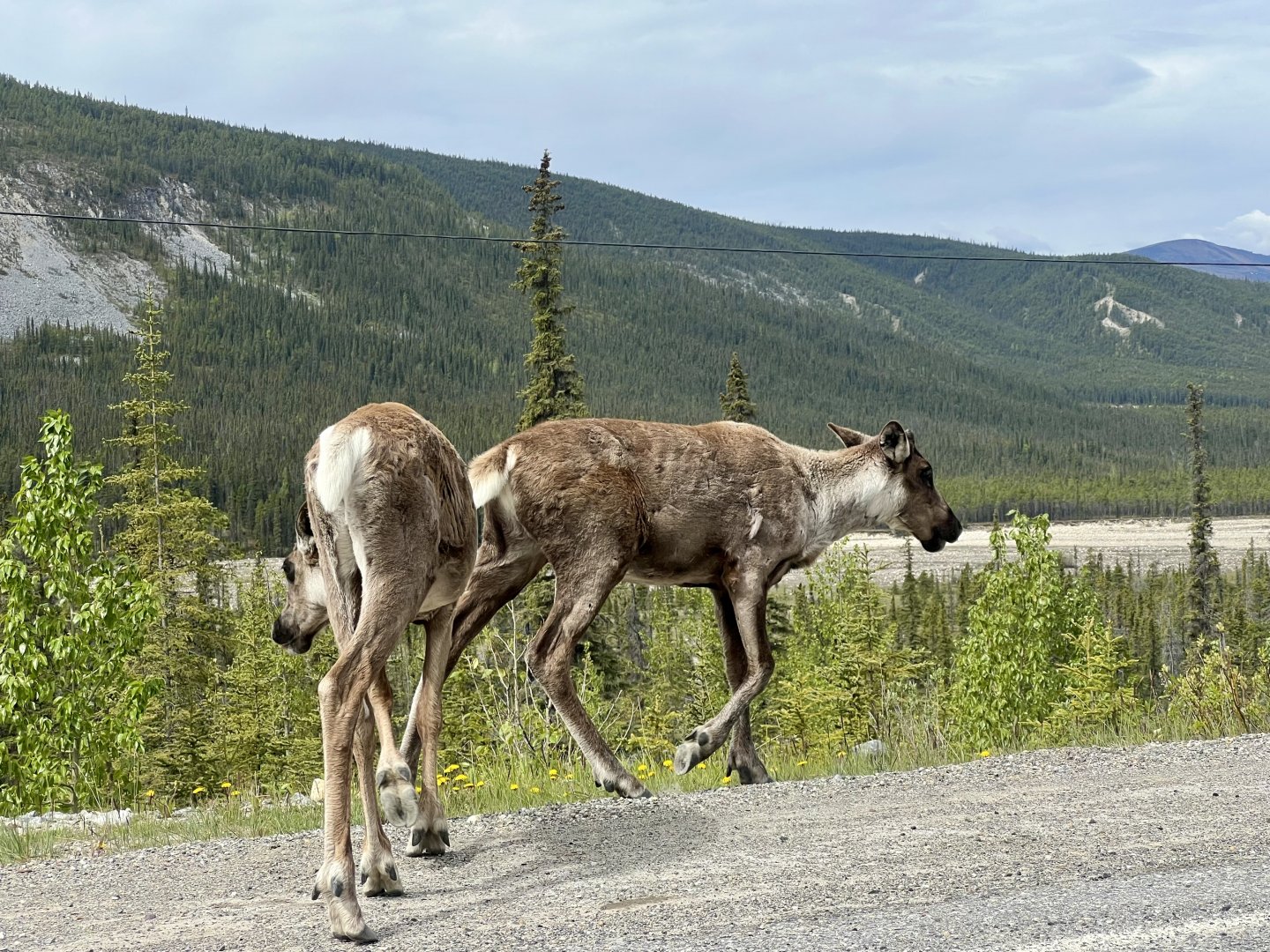 Caribou - British Columbia