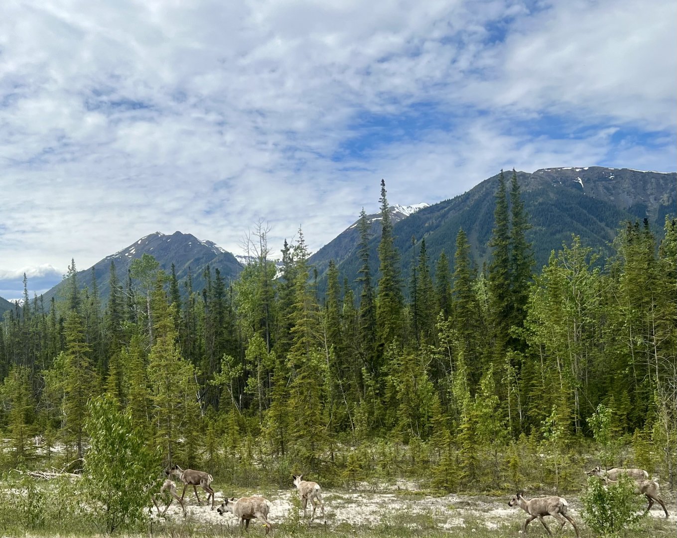 Caribou - British Columbia