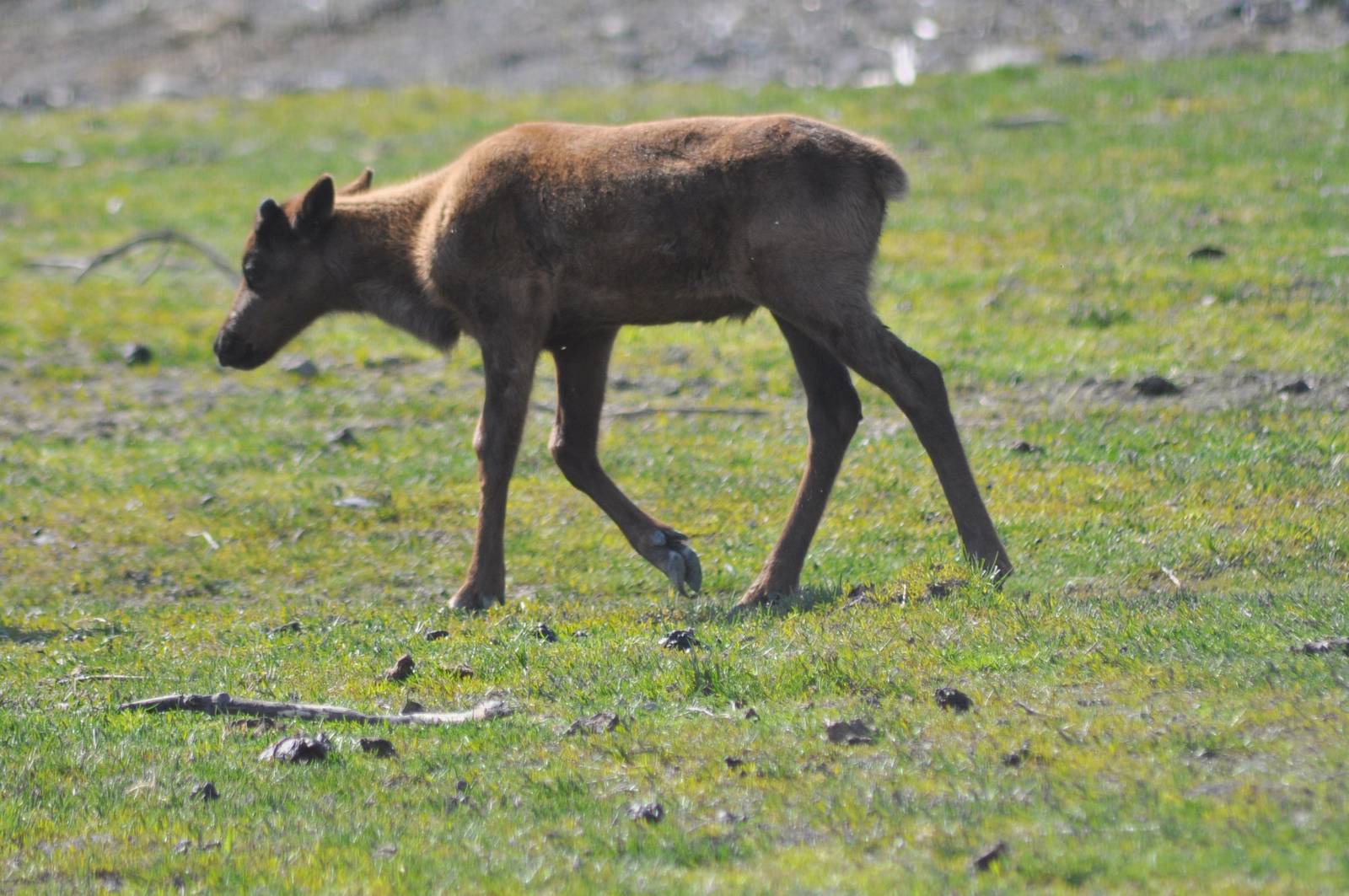 Caribou calf