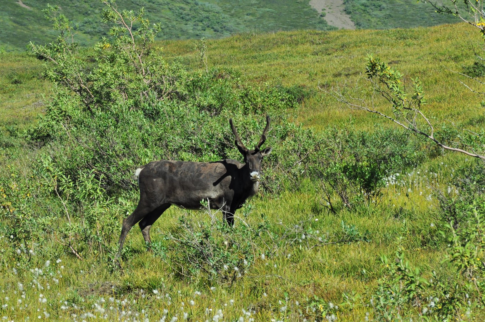 Caribou - Denali National Park - Alaska