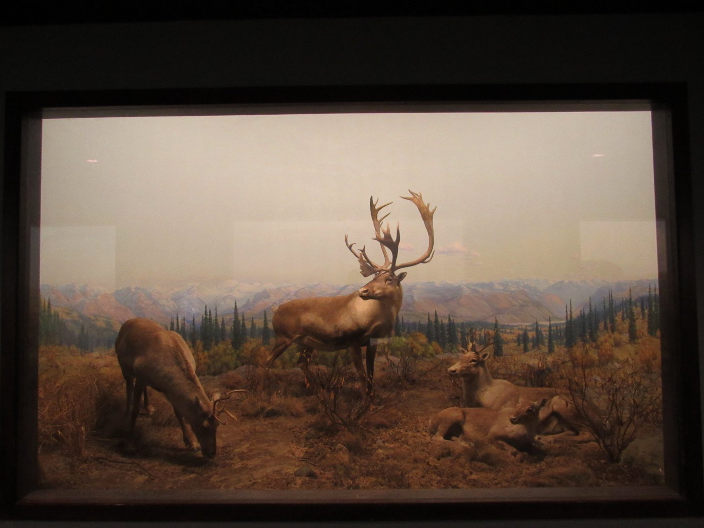 Caribou Diorama