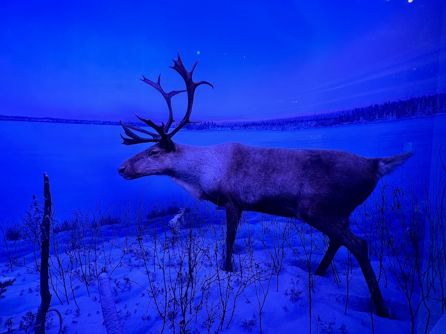 Caribou Diorama