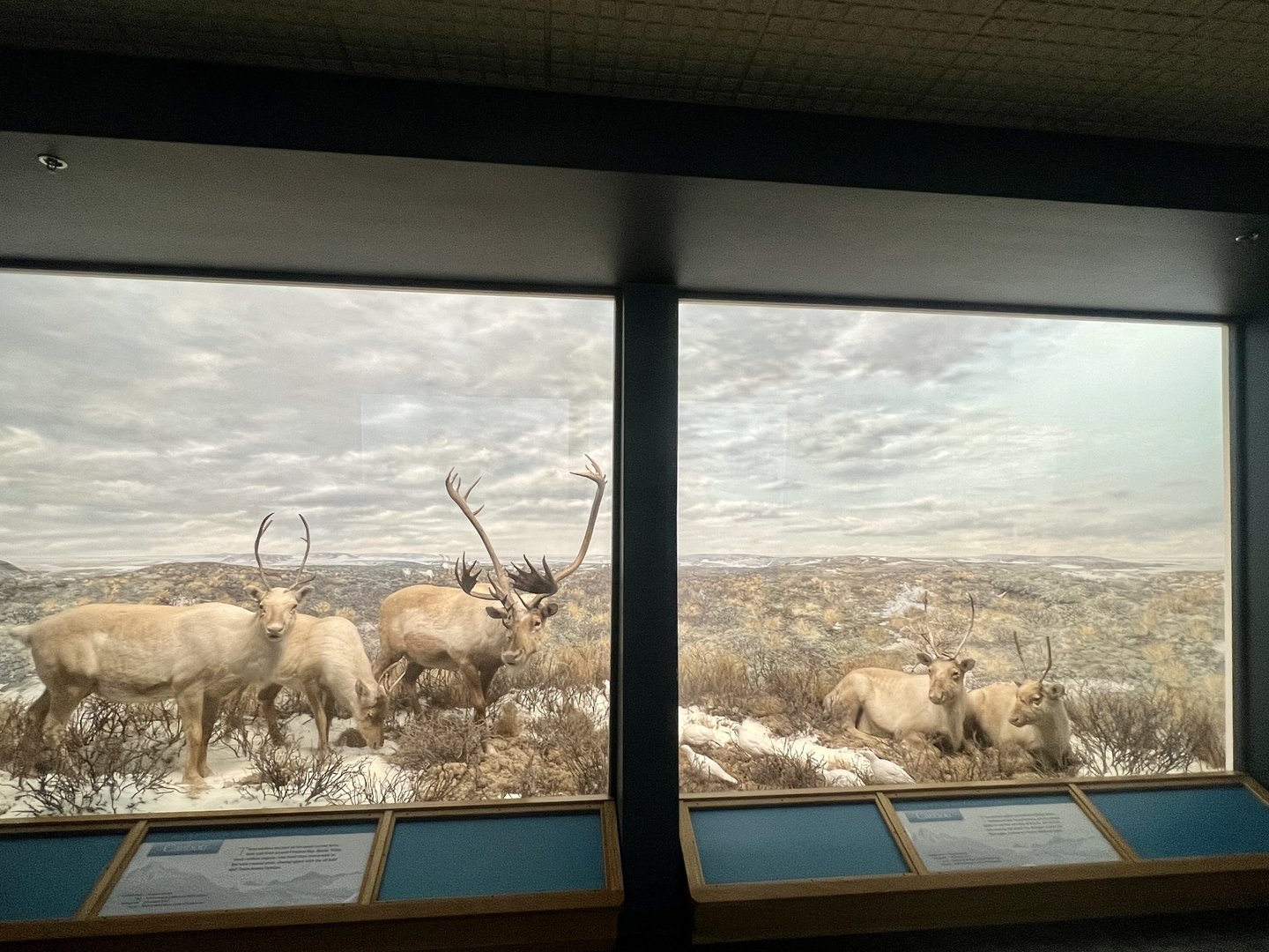 Caribou Diorama