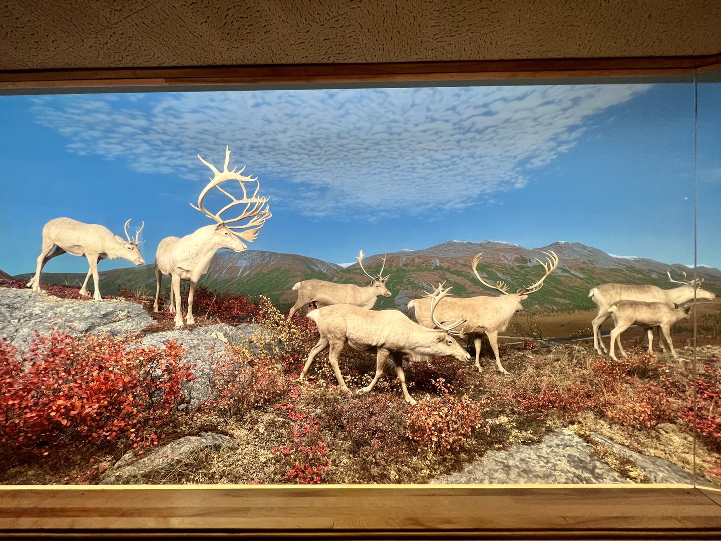 Caribou Diorama