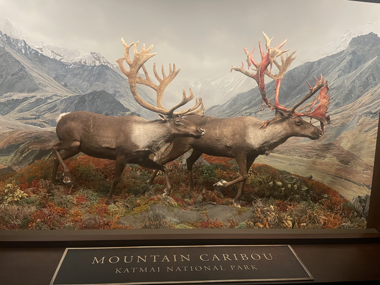 Caribou Diorama