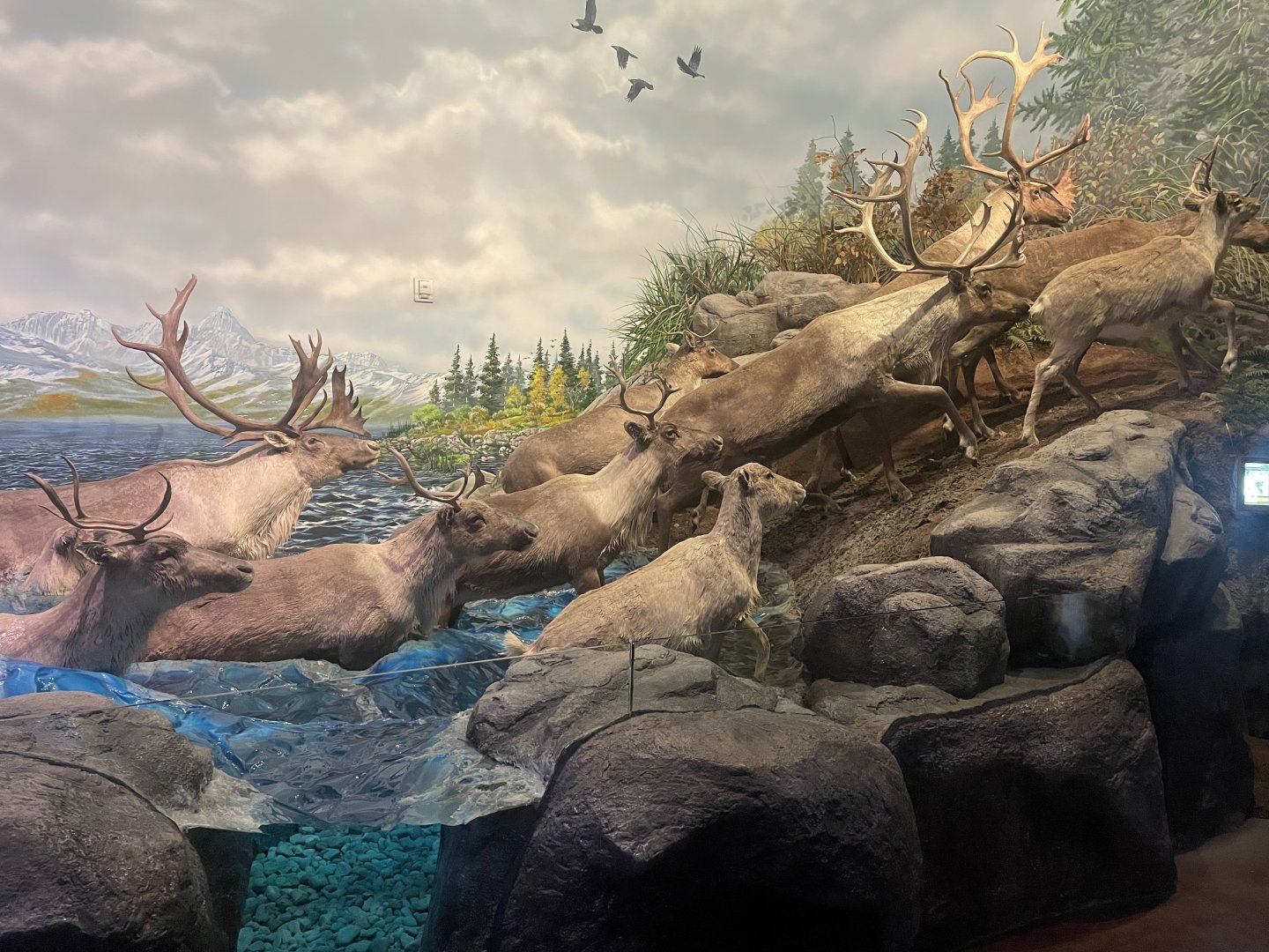 Caribou Diorama