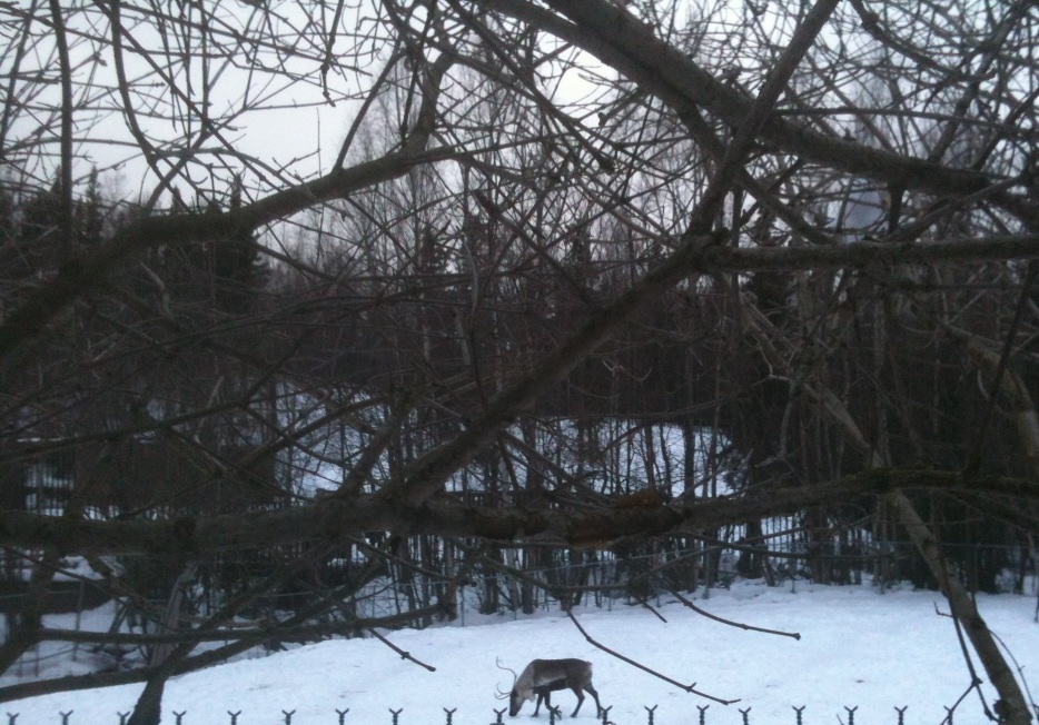 Caribou (domestic Reindeer) exhibit.