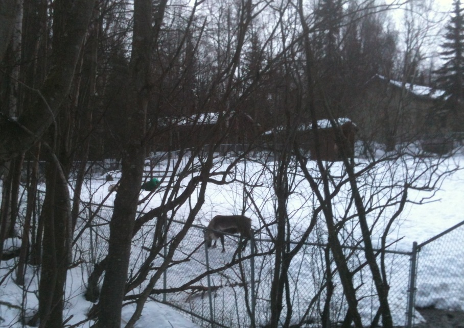 Caribou (Domestic Reindeer) Exhibit